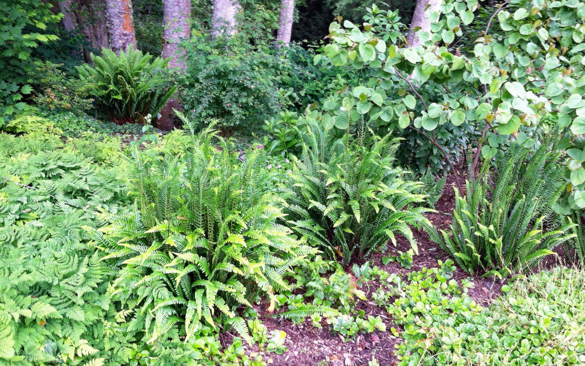 A variety of ferns are at home in the summer shade garden. A variety of ferns are at home in the summer shade garden.