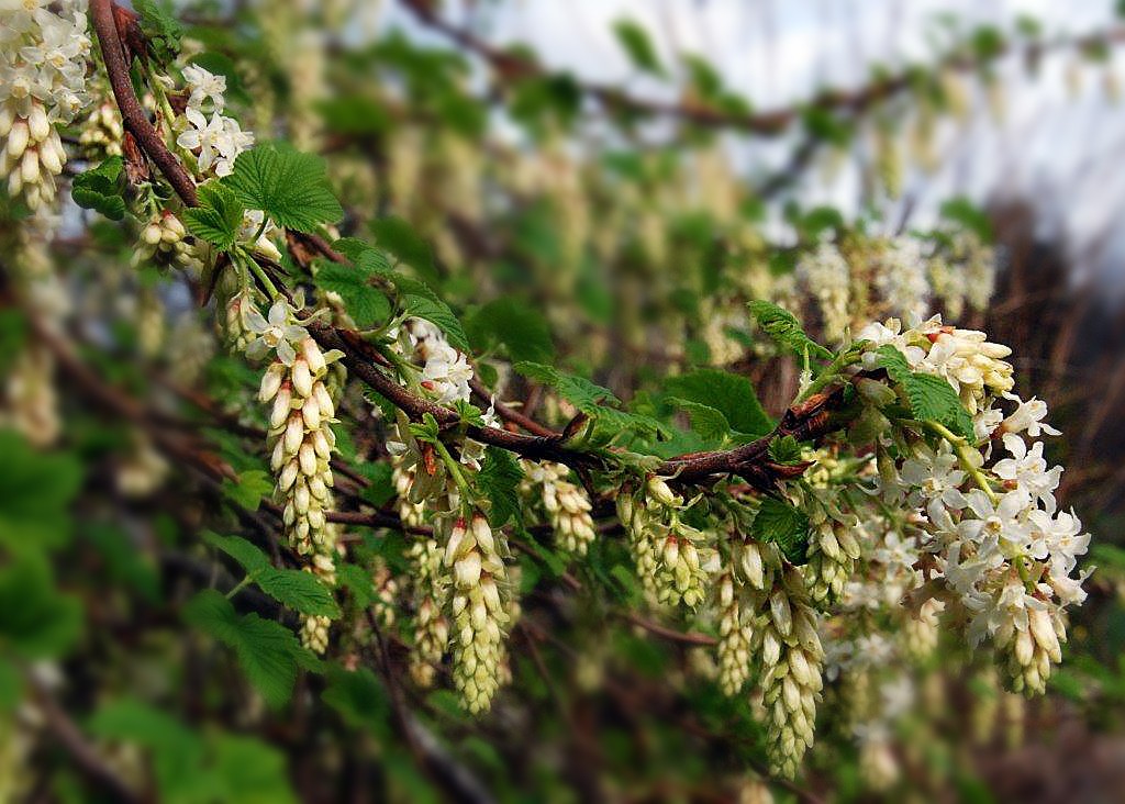 <em>Ribes sanguineum</em> 'White Icicle' (flowering currant) <em>Ribes sanguineum</em> 'White Icicle' (flowering currant)
