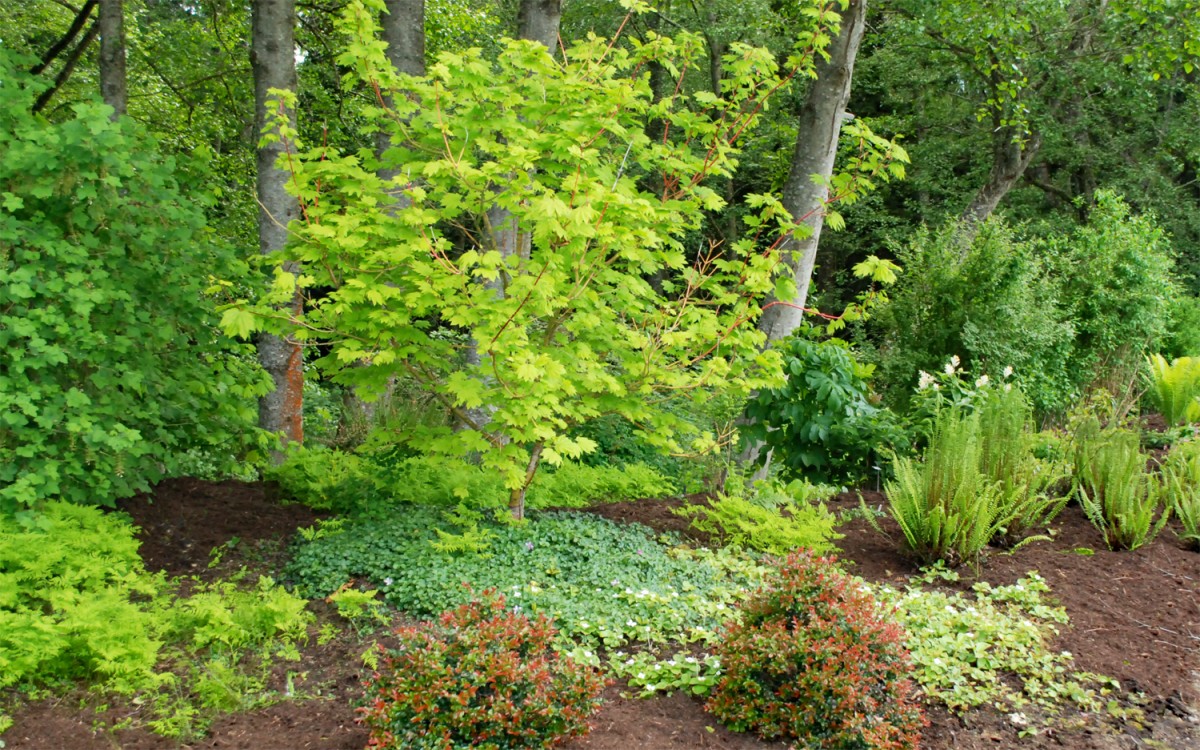 Vine maple at the south entrance to the Buck Lake Native Plant Garden Vine maple at the south entrance to the Buck Lake Native Plant Garden