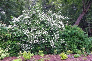 Hedgerow with mock orange in Buck Lake Native Plant Garden Hedgerow with mock orange in Buck Lake Native Plant Garden