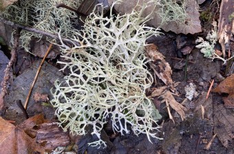 'Antlered perfume'
