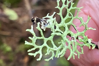 <em>Hypogymnia</>