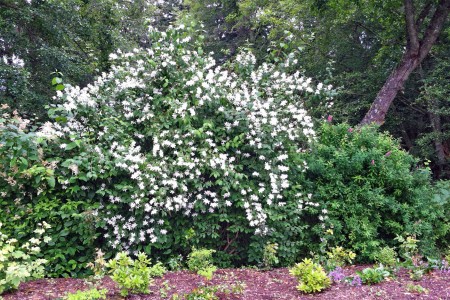 Mock orange in bloom