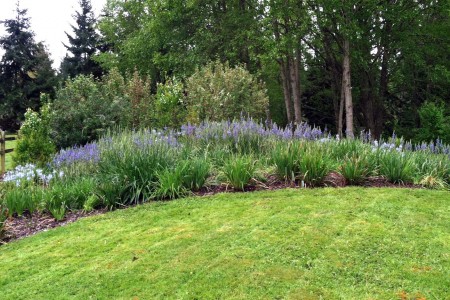 Buck Lake Native Plant Garden Camas Meadow Buck Lake Native Plant Garden Camas Meadow