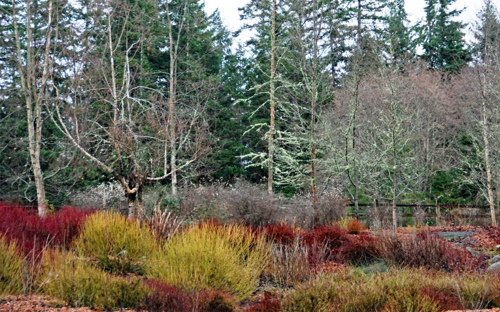 The colorful stems of dogwood in the winter The colorful stems of dogwood in the winter