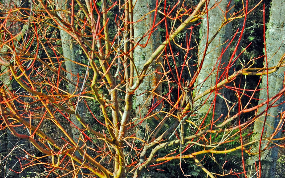 Vine maple in winter Vine maple in winter