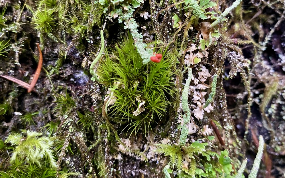 A world of mosses and lichens A world of mosses and lichens