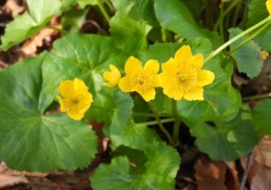 Marsh marigold (Caltha palustris) Marsh marigold (Caltha palustris)