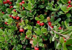 1 - Arctostaphyllos uva-ursi (kinnikinnick) Arctostaphyllos uva-ursi (kinnikinnick)