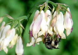 1 - Dicentra formosa (Pacific bleeding heart) Dicentra formosa (Pacific bleeding heart)