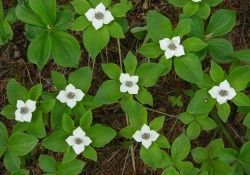1 - Cornus canadensis (bunchberry) Cornus canadensis (bunchberry)