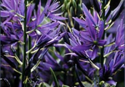 Camassia leichtlinii cearulea Camassia leichtlinii cearulea