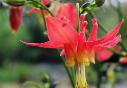 Aquilegia formosa (Western columbine) Aquilegia formosa (Western columbine)