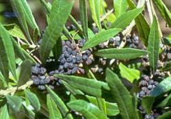 Myrica californica (California wax myrtle or Pacific wax myrtle) Myrica californica (California wax myrtle or Pacific wax myrtle)