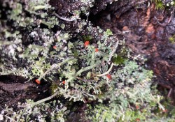 British soldiers (<em>Cladonia transcendens</em>) British soldiers (<em>Cladonia transcendens</em>)