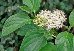 Cornus sericea (red-twig dogwood) flower Cornus sericea (red-twigged dogwood) flower
