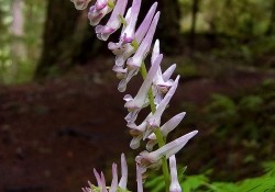 Corydalis scouleri (Scouler's corydalis) Corydalis scouleri (Scouler's corydalis)