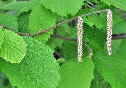 1 - Corylus cornuta (Hazelnut)) Corylus cornuta (Hazelnut)