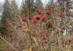 1 - HIghbush cranberry in winter