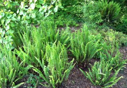 Blechnum spicant (deer fern) Blechnum spicant (deer fern).