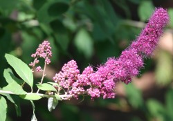 1 - Spirea douglasii (Douglas spirea or hardhack) Spirea douglasii (Douglas spirea or hardhack)