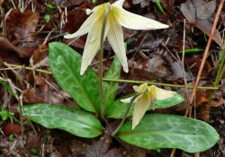 Erythronium oregonum (white fawn lily) Erythronium oregonum (white fawn lily)