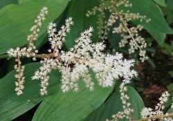 1 - Maianthemum racemosum (false Solomon's seal) Maianthemum racemosum (false Solomon's seal)