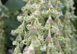 1 - Garry elliptica (silk tassel) Garry elliptica (silk tassel)