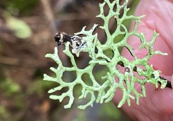 Forking bone lichen (<em>Hypogymnia imshaugii</em>) Forking bone lichen (<em>Hypogymnia imshaugii</em>)