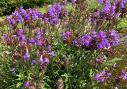 Self-heal 'Magdalena' Self-heal 'Magdalena'