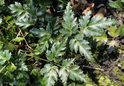 Fernleaf goldthread (Coptis aspleniifolia)