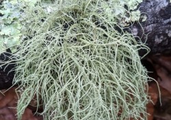 <em>Usnea</em> (with ragbag lichen behind it) <em>Usnea</em> (with ragbag lichen behind it)
