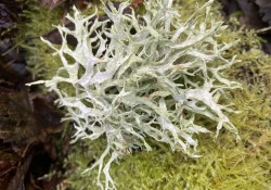 Antlered perfume (<em>Evernia prunastri</em>) Antlered perfume (<em>Evernia prunastri</em>)
