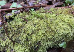 Oregon beaked moss (<em>Kindbergia oregana</em>) Oregon beaked moss (<em>Kindbergia oregana</em>)