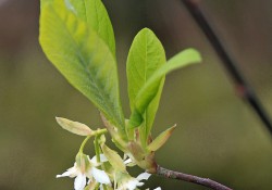 1 - Oemleria cerasiformis (Indian plum) Oemleria cerasiformis (Indian plum)
