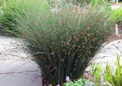 Juncus patens (California gray rush) Juncus patens (California gray rush)
