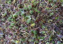 Juniper haircap moss (<em>Polytrichum juniperinum</em>) Juniper haircap moss (<em>Polytrichum juniperinum</em>)