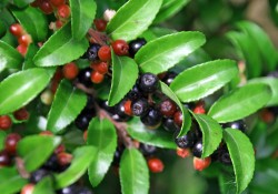 1 - Vaccinium ovatum (evergreen huckleberry) Vaccinium ovatum (evergreen huckleberry)