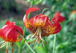 Lilium paradalinum (leopard lily) Lilium paradalinum (leopard lily)