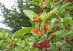 1 - Lonicera involacrata (black twinberry) Lonicera involacrata (black twinberry)