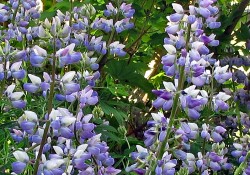 Lupinus rivularis (riverside lupine) Lupinus rivularis (riverside lupine)