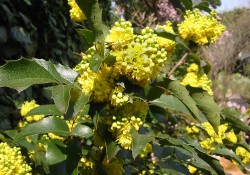 Mahonia nervosa (Cascade Oregon grape) Mahonia nervosa (Cascade Oregon grape)