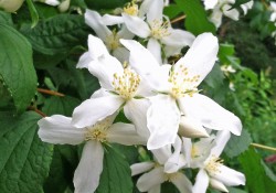 1 - Philadelphus lewisii (mock orange) Philadelphus lewisii (mock orange)