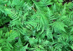 Gymnocarpium dryopteris (oak fern) Gymnocarpium dryopteris (oak fern)