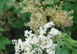 1 - Holodiscus discolor (oceanspray) Holodiscus discolor (oceanspray)