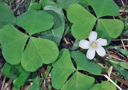Oxalis oregana (redwood sorrel) Oxalis oregana (redwood sorrel)