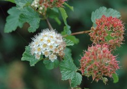 1 - Physocarpus capitatus (Pacific ninebark) Physocarpus capitatus (Pacific ninebark)
