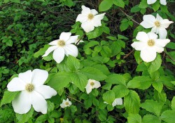 1 - Cornus nuttallii (Pacific dogwood) flower Cornus nuttallii (Pacific dogwood) flower