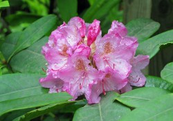 1 - Rhododendron macrophyllum (Pacific rhododendron) Rhododendron macrophyllum (Pacific rhododendron)