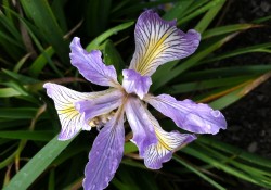 Iris douglasiana (Douglas iris) Iris douglasiana (Douglas iris)
